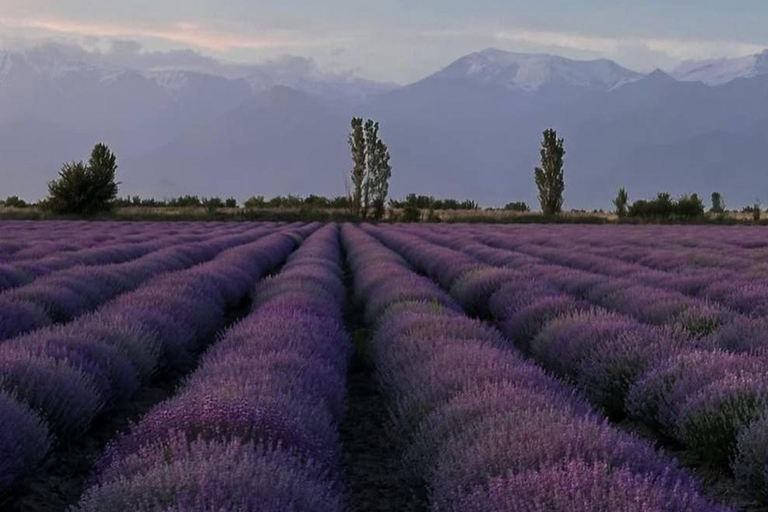 Gabala Lavender Fields Tour
