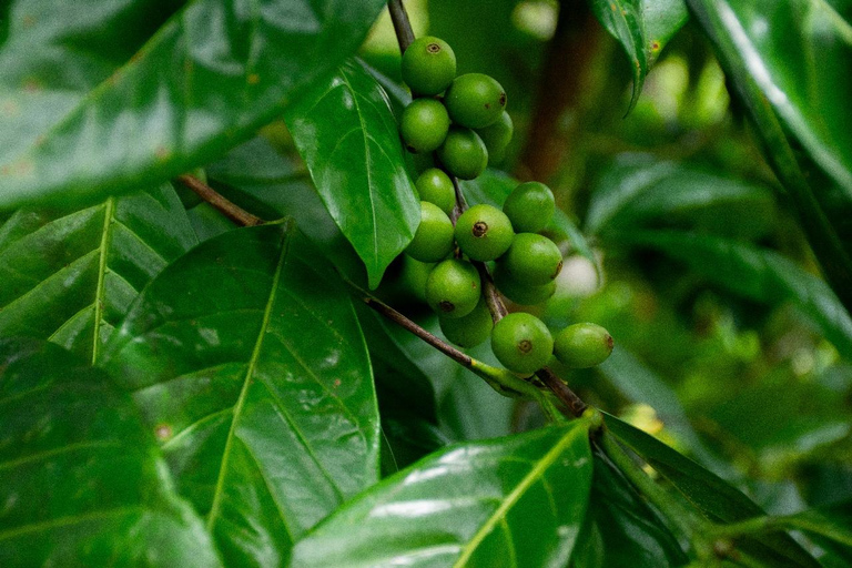 Don Juan Arenal: Visita ao café e ao chocolate