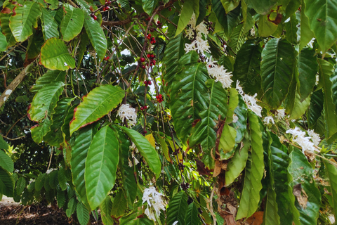 Punta Cana: Excursion to Higuey, Basilica, tobacco factory, and local market