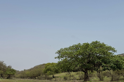 Salalah: Private Jebel Safari Khareef Monsoon Tour
