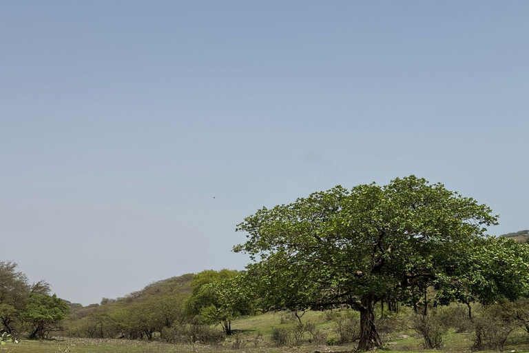 Salalah: Private Jebel Safari Khareef Monsoon Tour