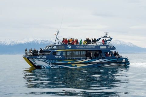 Christchurch: Kaikoura Whale Watching Day Tour