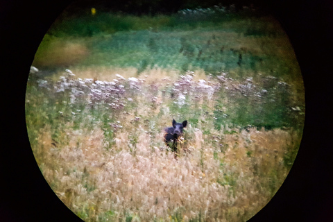 Ze Sztokholmu: Wildlife Safari z kolacją przy ognisku