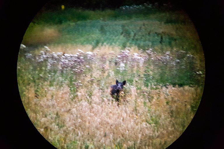 Stoccolma: safari nella natura con cena intorno al falò