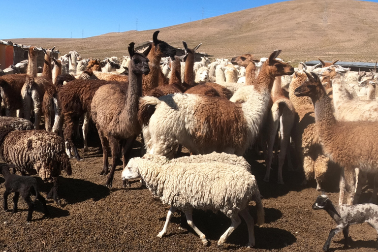 Private 3 day Colca Canyon trekking tour (min 2 people)