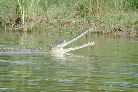 Excursión de 2 noches y 3 días a la Jungla de Chitwan