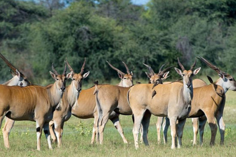 Victoria Falls: 7-Day Chobe & Hwange Safari Tour