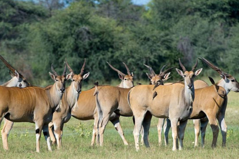Victoria Falls: 7-Day Chobe & Hwange Safari Tour