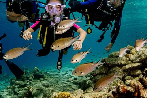 Bodrum: Guided Scuba Diving Experience with Transfer Single Dive Package (with Hotel Transfer)