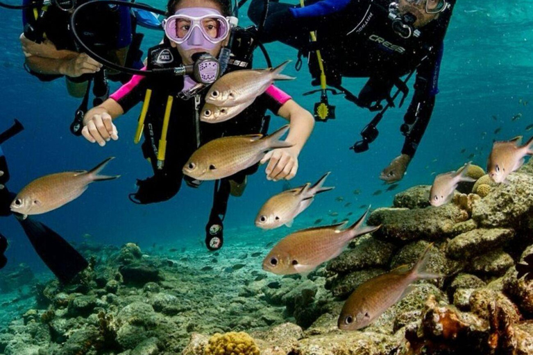 Bodrum: Guided Scuba Diving Experience with Transfer Single Dive Package (with Hotel Transfer)