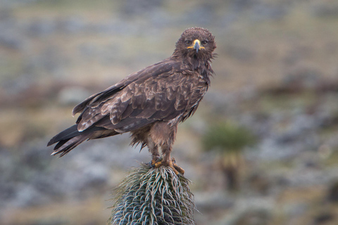 Addis Ababa: 4-Day Bale Mountains Adventure Tour