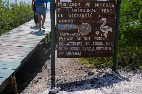Willemstad: Hato Caves, Turtle Beach, Kenepa, and Flamingos