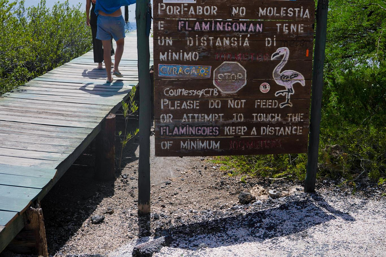 Willemstad: Hato Caves, Turtle Beach, Kenepa, and Flamingos