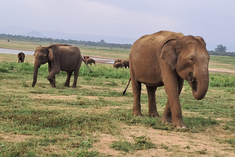 Minneriya National park safari with jeep & Entrance Ticket