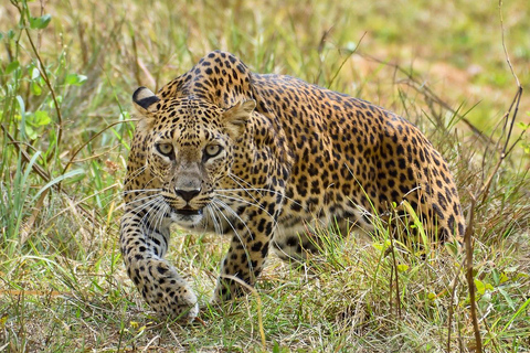 EXCURSION D&#039;UNE JOURNÉE DANS LE PARC NATIONAL DE MIKUMI DEPUIS ZANZIBAR