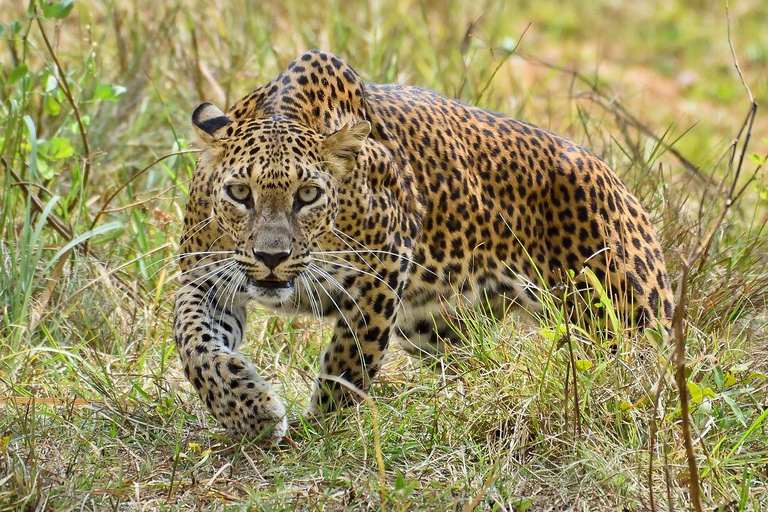 EXCURSION D&#039;UNE JOURNÉE DANS LE PARC NATIONAL DE MIKUMI DEPUIS ZANZIBAR