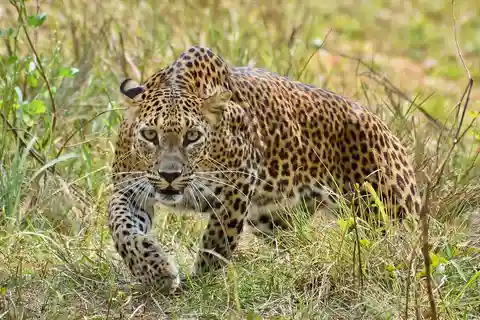 Morogoro: Day Mikumi Safari Luxury Transfer & Open Jeep