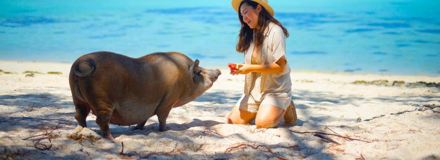 Koh Samui : excursion privée en bateau à longue queue vers l'île aux cochons avec snorkeling