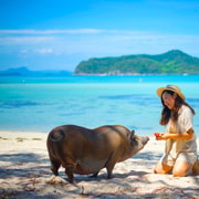 Koh Samui: Private Longtail Boat to Pig Island with Snorkeling Koh Samui: Private Longtail Boat to Pig Island with Snorkeling
