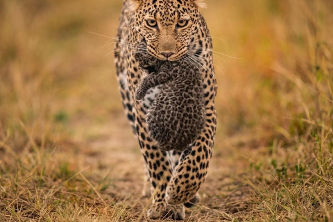 Ella: Private Yala Safari & South Coast Hotel Transfer Ella: Private Yala Safari & South Coast Hotel Transfer