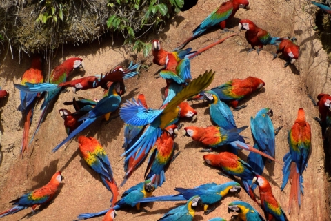 Full day Chuncho macaw clay lick ( big and colorful macaws)