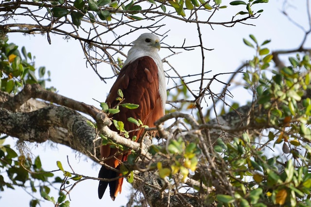 Tissamaharama: Free Dinner with Sunset Birdwatching tour