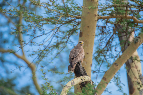 Tanzania: 7-Day Safari with Lodges & Game Drives