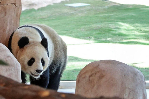Al Khor: Panda House Visit with Transportation from Doha