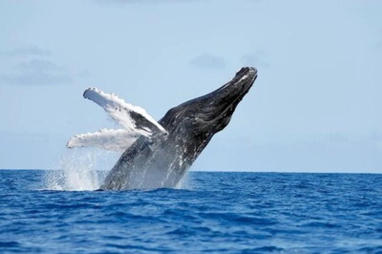 From Punta Cana: Whale Watching and Montana Redonda Tour From Bayahibe