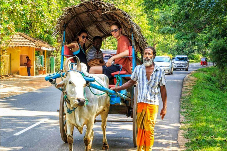Ella: Sigiriya Rock, Dambulla Temple & Village Safari