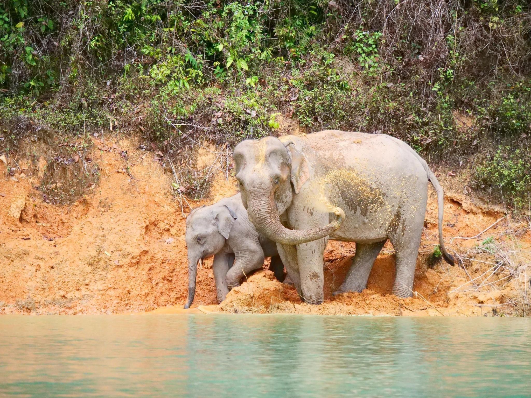 Khao-Sok-See: Floßhaus, Tempel und Wildtierbeobachtung mit Mittagessen