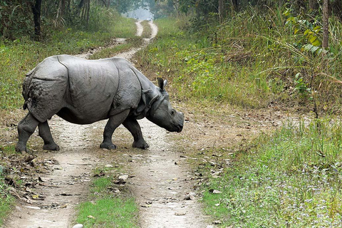 2 Nacht 3 Dagen Chitwan Nationaal Park/Vanuit Kathmandu/Pokhra2 Nacht 3 Dagen Chitwan Nationaal Park | Kathmandu of Pokhara