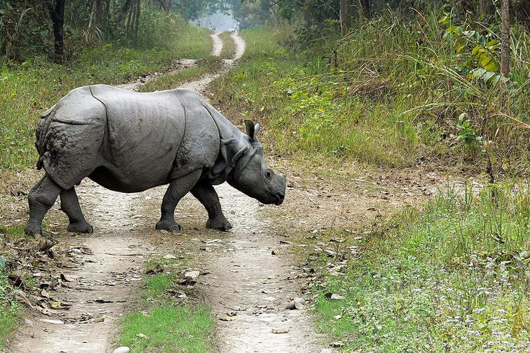 2 Nacht 3 Dagen Chitwan Nationaal Park/Vanuit Kathmandu/Pokhra2 Nacht 3 Dagen Chitwan Nationaal Park | Kathmandu of Pokhara