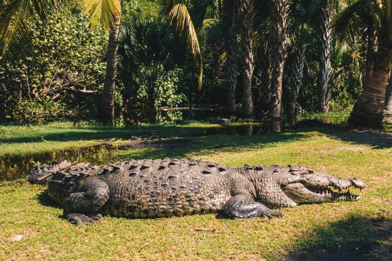 Puerto Escondido: écotour pour tortues et crocodiles de la côte d'Oaxaca