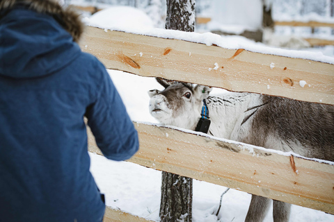 Levi：Arcandia，精灵法庭/日光和公园/黑暗精灵法庭：3 小时体验和公园之旅
