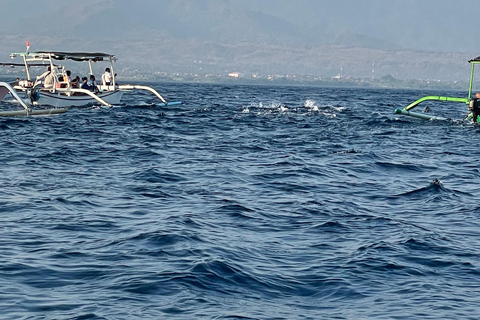 Bali: Lovina Sharing Boat for Dolphin Swimming