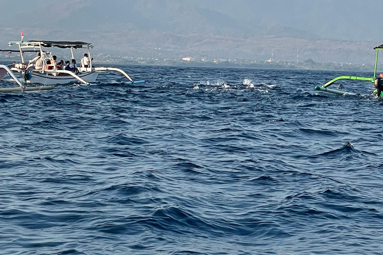 Bali: Lovina Sharing Boat for Dolphin Swimming