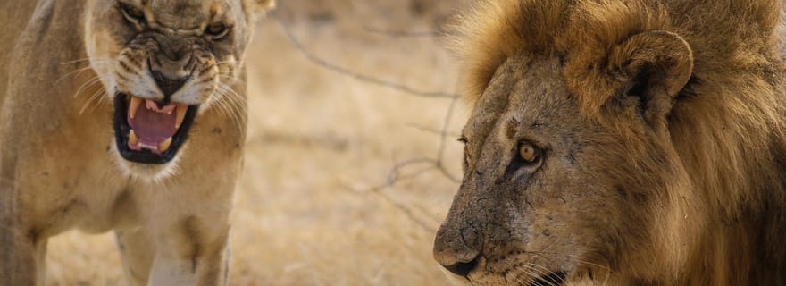Depuis Zanzibar : safari d'une journée à Mikumi avec vol et transfert