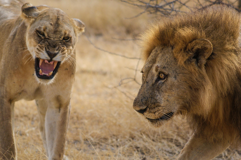 从桑给巴尔出发：米库米 2 日野游、马赛村和航班