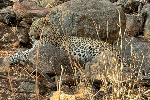 5 dagar 4 kvällar Safari Tour i Madikwe och Pilanersbeg