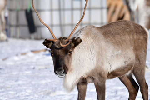 Abisko: Fjord Sightseeing and Photography Tour
