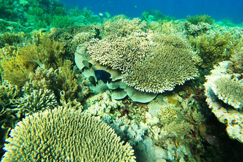 Komodo Island Tour med privat båt