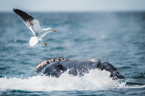 From Cape Town: Half Day Hermanus Whale Watching & Exploring