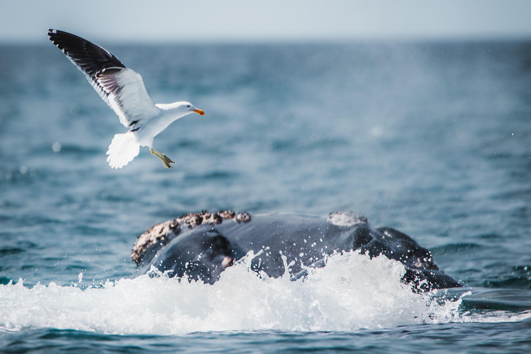 From Cape Town: Half Day Hermanus Whale Watching & Exploring