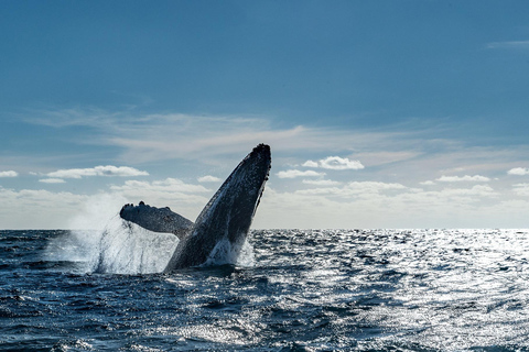Los Cabos: Whale Watching Glass-Bottom Boat Tour Catamaran Boat Tour