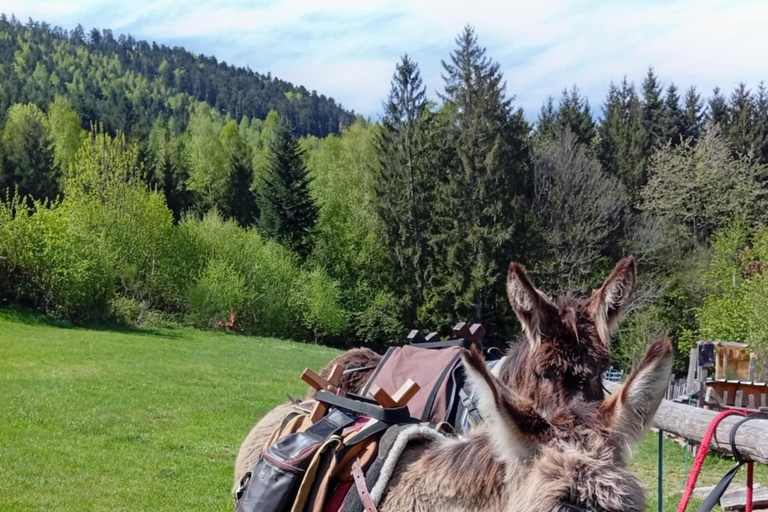 Luvigny: Donkey discovery walk Luvigny: Discovery walk with donkeys