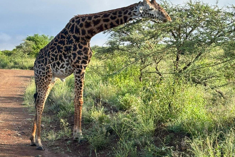 Nairobi National Park: Early Morning or afternoon adventure Early morning game drive in a Landcruiser JEEP