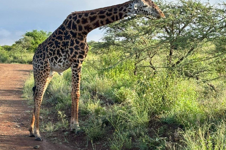 Nairobi National Park: Early Morning or afternoon adventure Early morning game drive in a Landcruiser JEEP