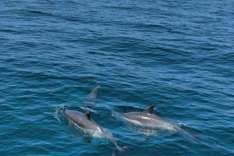 The Great Dolphin and Whale Watching Boat Adventure in Los Angeles