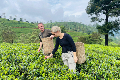 Sri Lanka: 10-dniowa wycieczka z Sigiriya, Kandy i Ella